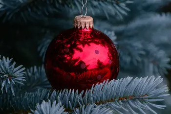 Ezüst fenyő 80-100 cm